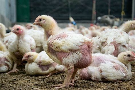 week  broiler chicks  sale