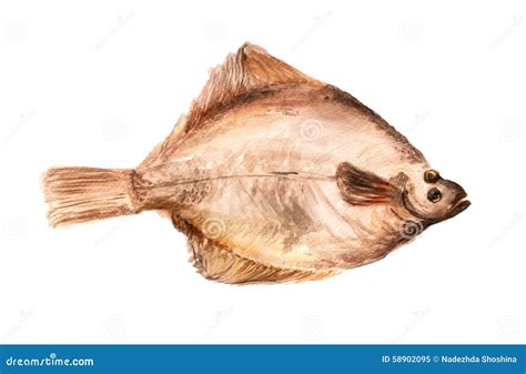 Summer Flounder In Top View Cartoon Vector | CartoonDealer.com #170226541
