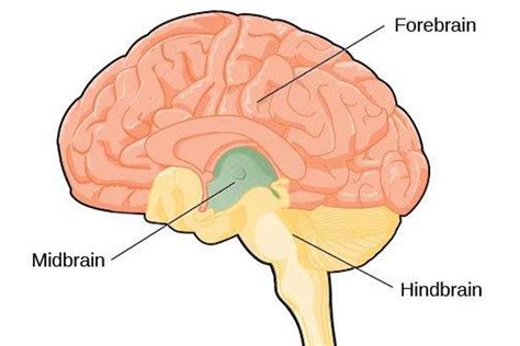 Name The Parts Of Forebrain at Alice Wollstonecraft blog