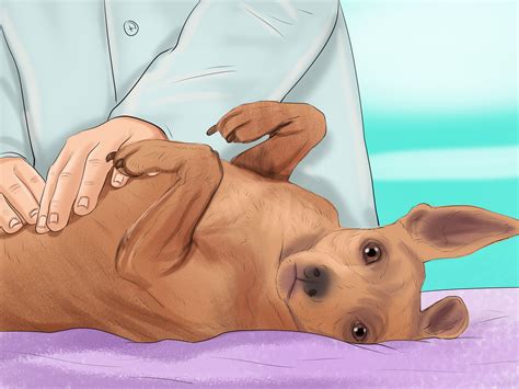 Do Female Dogs Get Aggressive During Heat