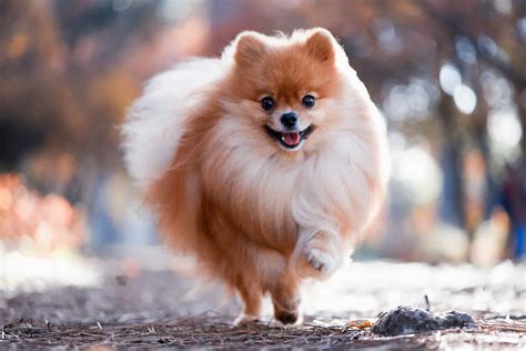 aims  shoot pomeranian  shoots lady  general