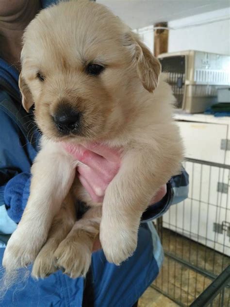My friend needs help naming her golden boy. The current top contender ...