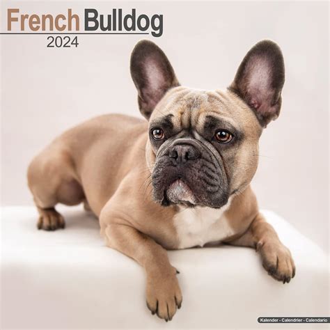 Bulldog Bad Boys 2020 Wall Calendar Dog Breed Cal 6