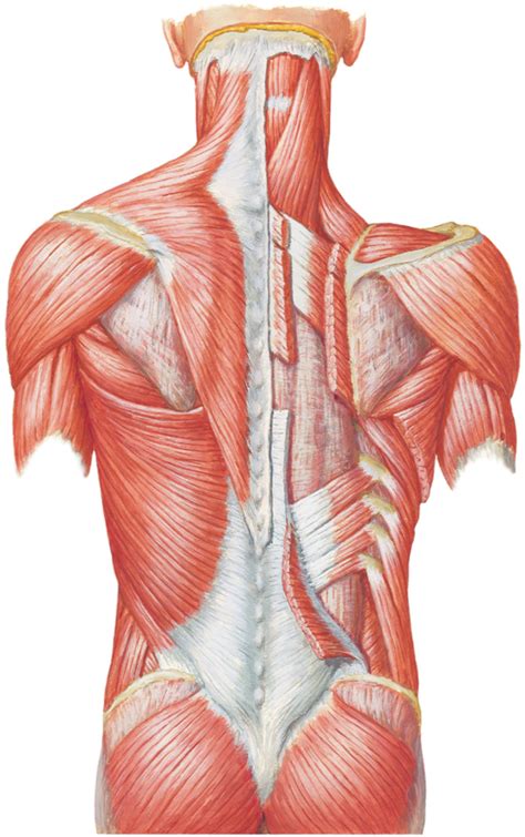 extrinsic  muscles diagram quizlet