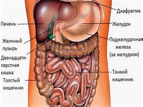 Человеческая анатомия (Много фото) - deviceart.ru