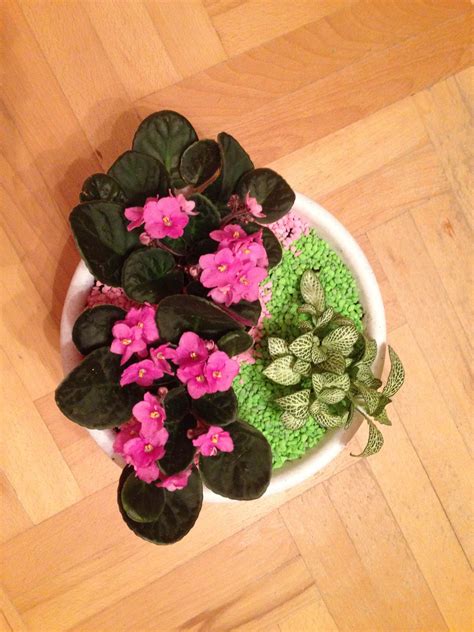 Домашние растения в горшке | House plants, Plants, Succulents