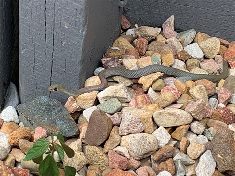 can snake shaking safely 7