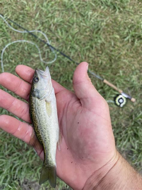 575 best Brook Trout images on Pholder | Flyfishing, Fishing and