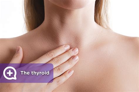 The thyroid and the 16 symptoms that this gland causes you - mediQuo