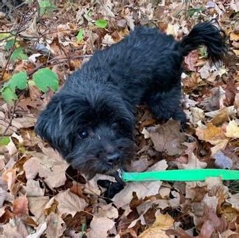 Scamp - Puppy Area