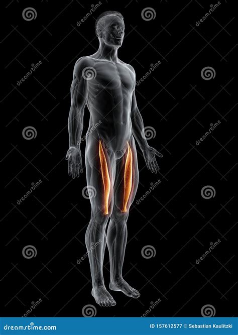 The rectus femoris stock illustration. Illustration of male - 157612577