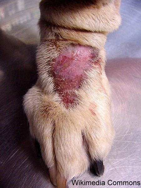 how to stop a dog from licking their paws