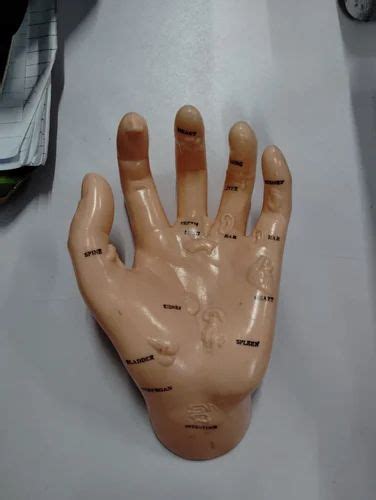 hand model  piece human anatomical models  chennai id