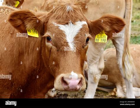 Cattle cows animals Stock Photo - Alamy