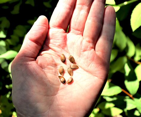 plant apple seeds grow happy apples  scratch gardening