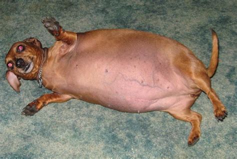 Fat dog | Fat dogs, Funny animals, Dogs