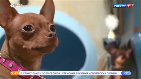 Все о той-терьерах: канал Россия 1 о Русском тое - YouTube