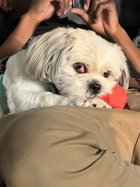 Turbo’s cherry eye gives him character any other cherry eye babies out
