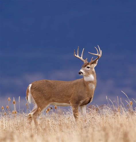White-tail deer Animal Facts - Odocoileus virginianus - A-Z Animals