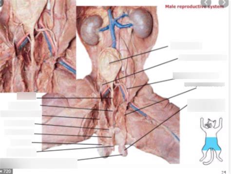 Male Reproductive Cat Dissection Diagram | Quizlet