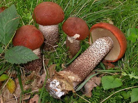 Подосиновик дубовый (Leccinum quercinum) фото и описание