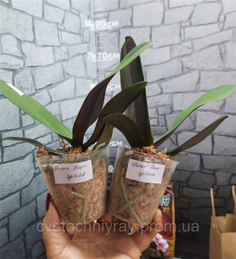Орхидея Phal. Queen Beer 'Splash', подросток 2,5 /Квин бир Сплеш, цена ...