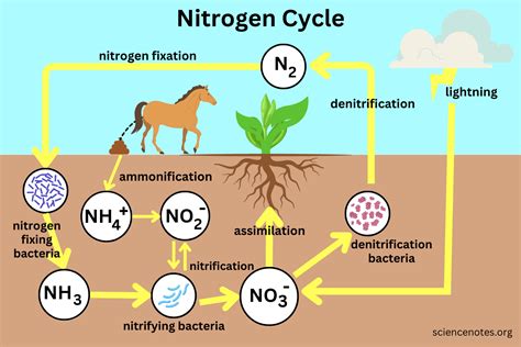 Simple Nitrogen Cycle Diagram Nitrogen Cycle Explained