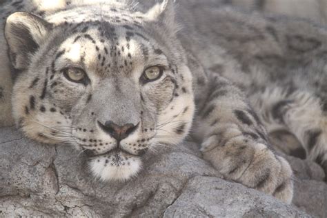 78 best Denver Zoo images on Pholder | Aww, Pics and Denver