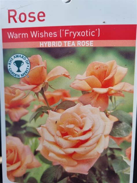 Rose Warm Wishes - Holland House Garden Centre Preston