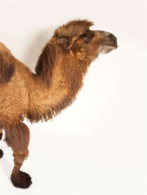 camels for sale in south africa - Idella Nava