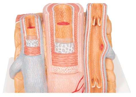 Arteries vs Veins - histology and anatomy Diagram | Quizlet