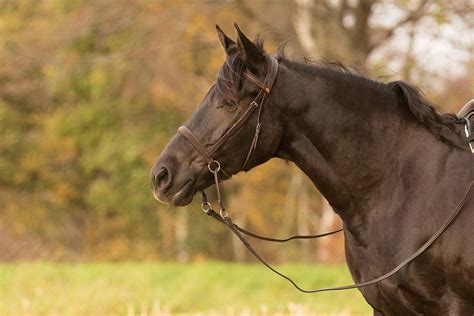 Bitless Bridle 'Walnut'