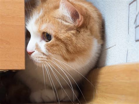 Autism In Cats 8