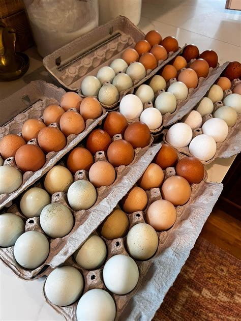 Farm Fresh Eggs | Lemon Lane Farm