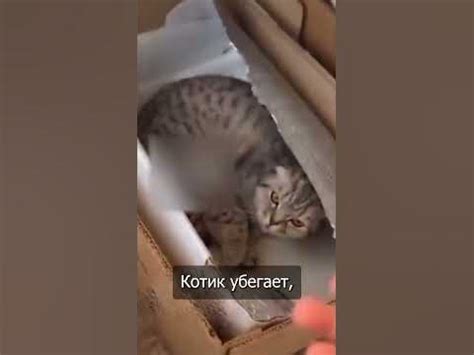 Хасбик оказался живодёром - котейки 😨 - YouTube