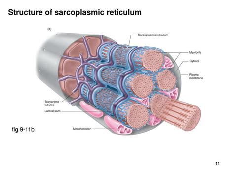 sarcoplasmic reticulum diagram image result  sarcoplasmic