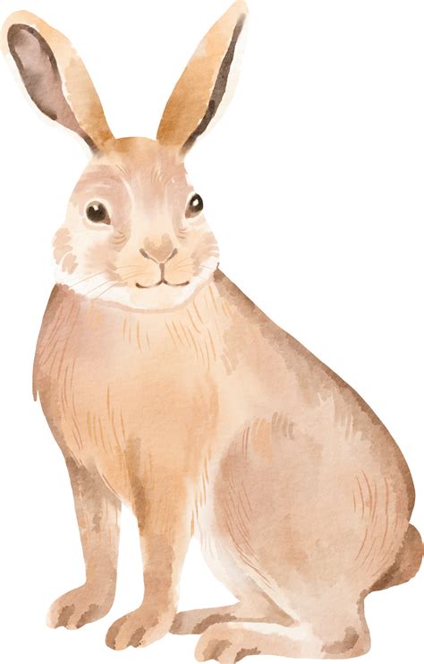 watercolor rabbit clip art 16536674 PNG