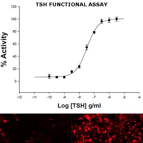 tsh functional assay innoprot thyroid stimulating hormone functional