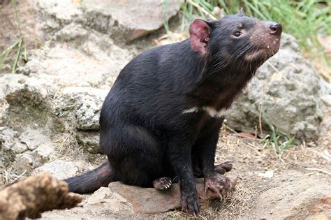 Tasmanian Devil Desktop and Mobile Wallpaper - Animals Town