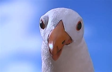 Albatross Attack! by ckddn2483 on DeviantArt