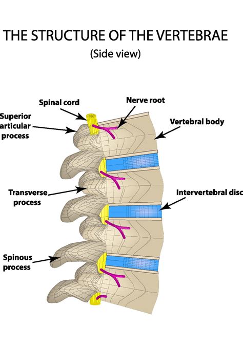 SPINAL ANATOMY - Dr Nikhil Arbatti