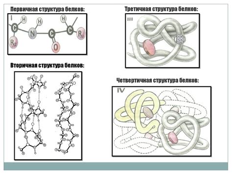 Белки и нуклеиновые кислоты - online presentation