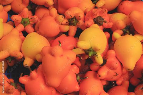 Solanum mammosum, known as nipplefruit, fox head, cow's udder, or apple ...