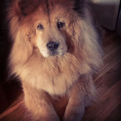 Puppy dog eyes. My chow chow Brooklyn.