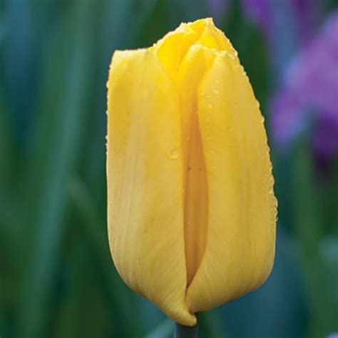 Strong Gold Tulip:Triumph Tulip Bulbs: Tulips.com