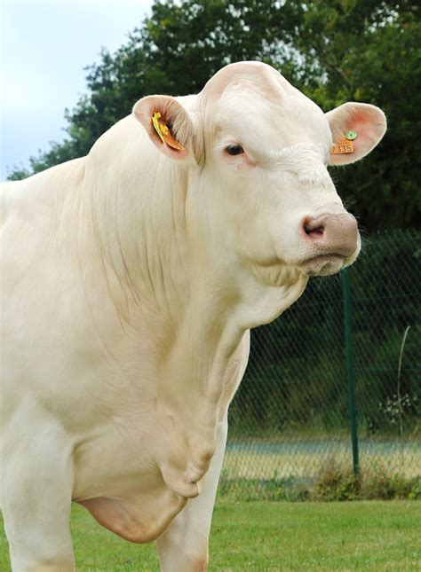 CHAROLAIS - AURIVA-Elevage.com