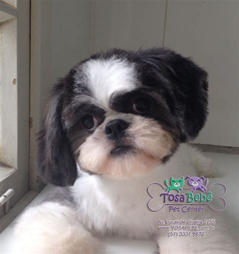 Tosa Bebe Shih Tzu Na Maquina