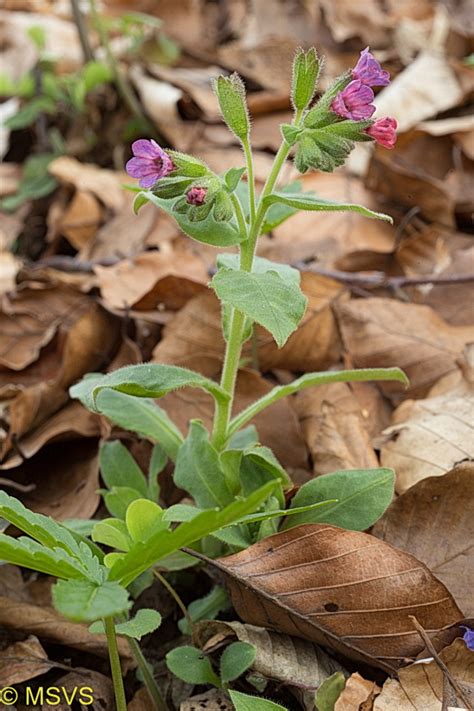 plicník lékařský (Pulmonaria officinalis) | Miloš Sobota