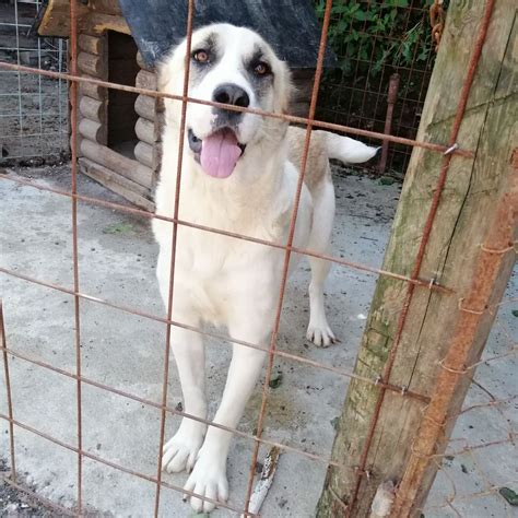 Puppy dogs for adoption are waiting for their forever homes today 20