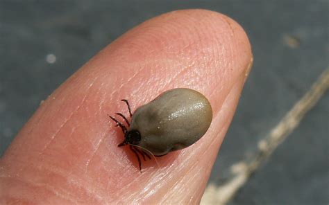 A Kilchoan Diary: The Ticks are Back